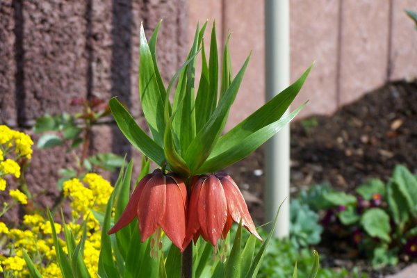 orange Blüte der Kaiserkrone