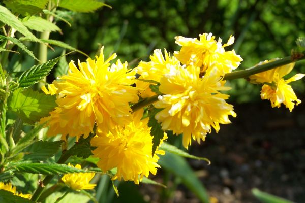 Blüten des Ranunkelstrauchs